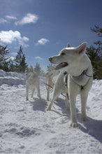 Charger l'image dans la galerie, Balade en traineau à chien au Saguenay (3h) / Dog sledding in Saguenay (3h)
