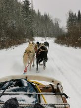 Charger l'image dans la galerie, Balade en traineau à chien au Saguenay (3h) / Dog sledding in Saguenay (3h)
