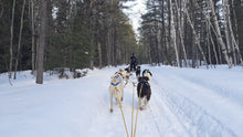 Charger l'image dans la galerie, Balade en traineau à chien au Saguenay (3h) / Dog sledding in Saguenay (3h)
